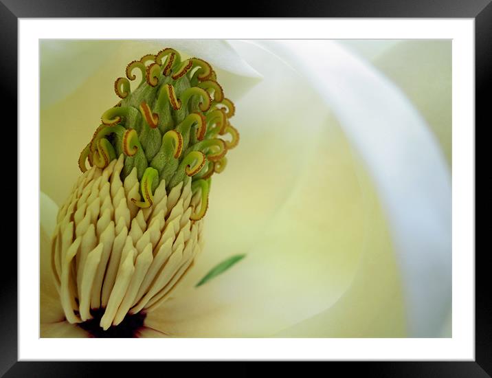 magnolia macro Framed Mounted Print by Heather Newton