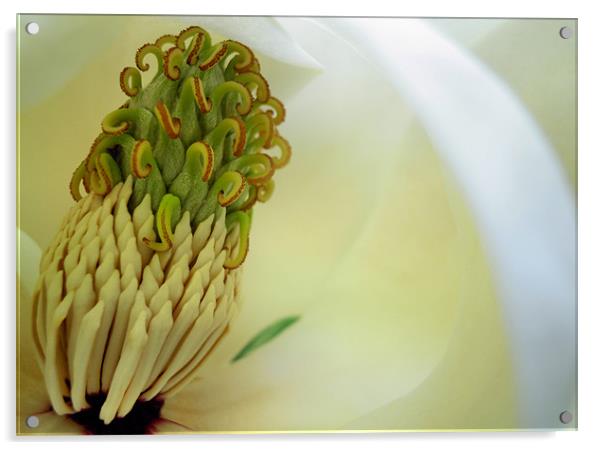magnolia macro Acrylic by Heather Newton