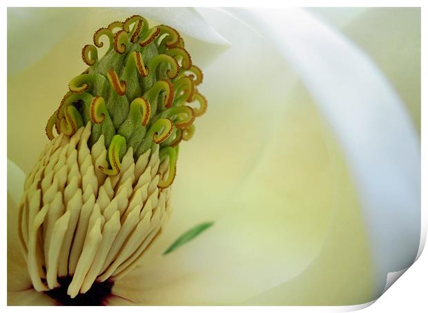 magnolia macro Print by Heather Newton