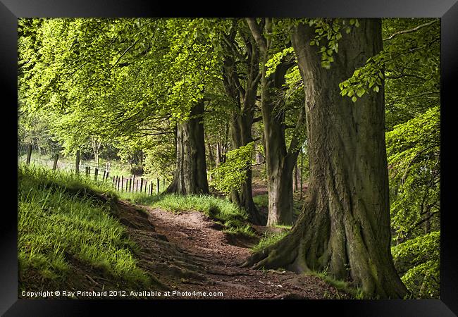 Ousbrough Woods Framed Print by Ray Pritchard