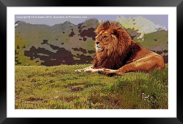 lion on watch Framed Mounted Print by Chris Barker