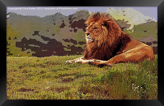 lion on watch Framed Print by Chris Barker