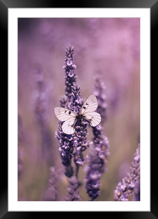 Butterfly on Lavender Framed Mounted Print by Vikki Davies