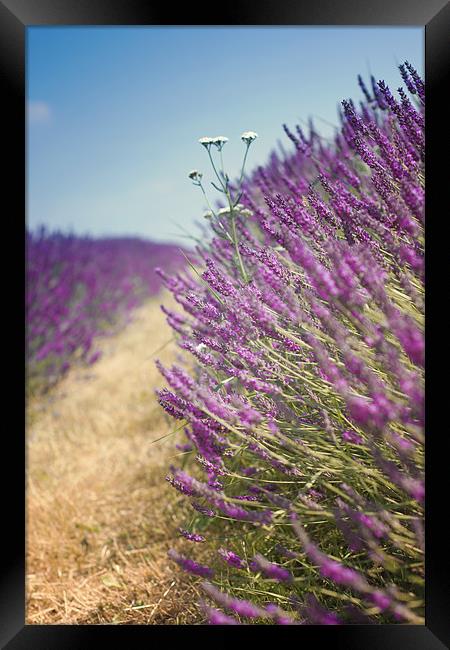 Lavender Field in Summer Framed Print by Vikki Davies