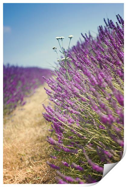 Lavender Field in Summer Print by Vikki Davies