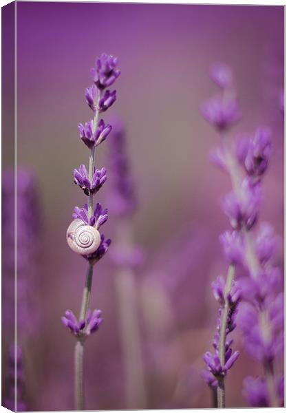 Snail on Lavender Canvas Print by Vikki Davies