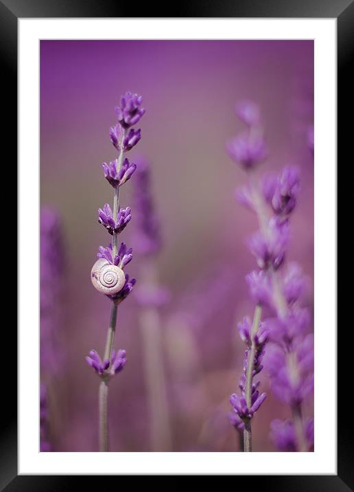 Snail on Lavender Framed Mounted Print by Vikki Davies