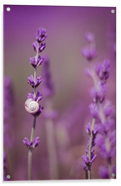 Snail on Lavender Acrylic by Vikki Davies