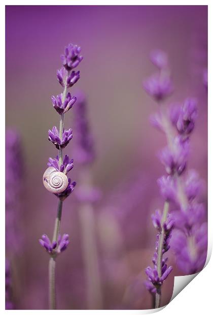 Snail on Lavender Print by Vikki Davies