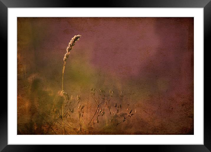 Grasses, Antique style picture Framed Mounted Print by Dawn Cox