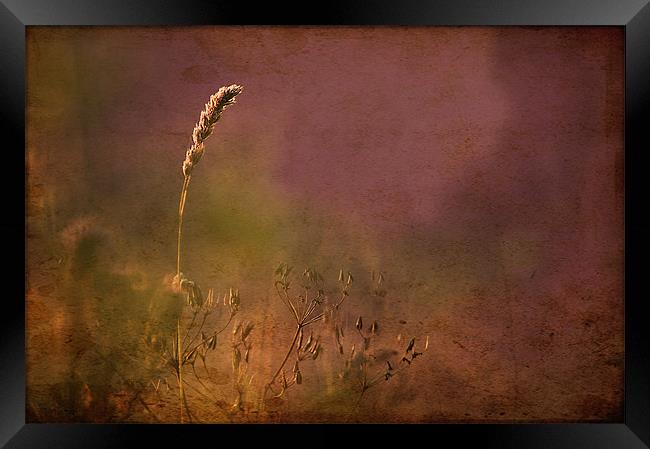 Grasses, Antique style picture Framed Print by Dawn Cox