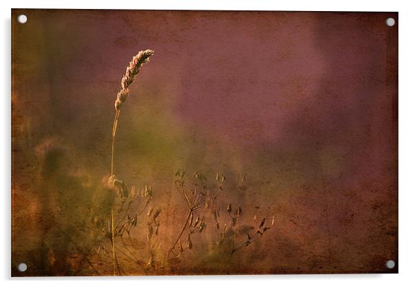 Grasses, Antique style picture Acrylic by Dawn Cox