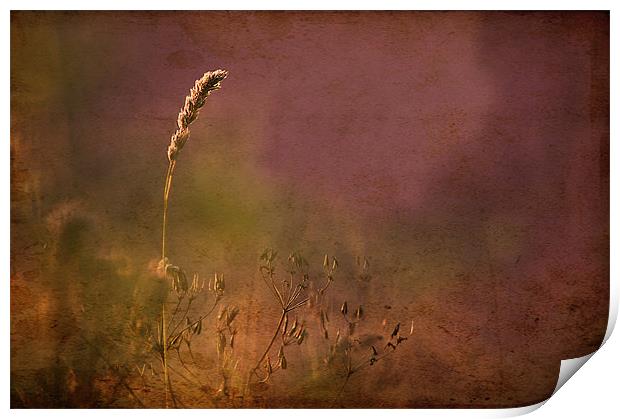 Grasses, Antique style picture Print by Dawn Cox