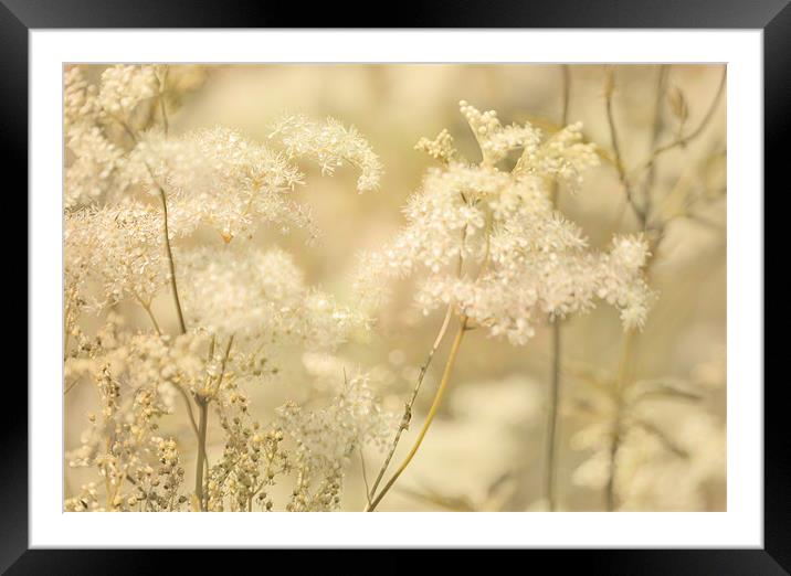 Meadow Framed Mounted Print by Dawn Cox