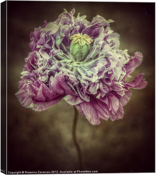 Poppy Floral. Canvas Print by Rosanna Zavanaiu