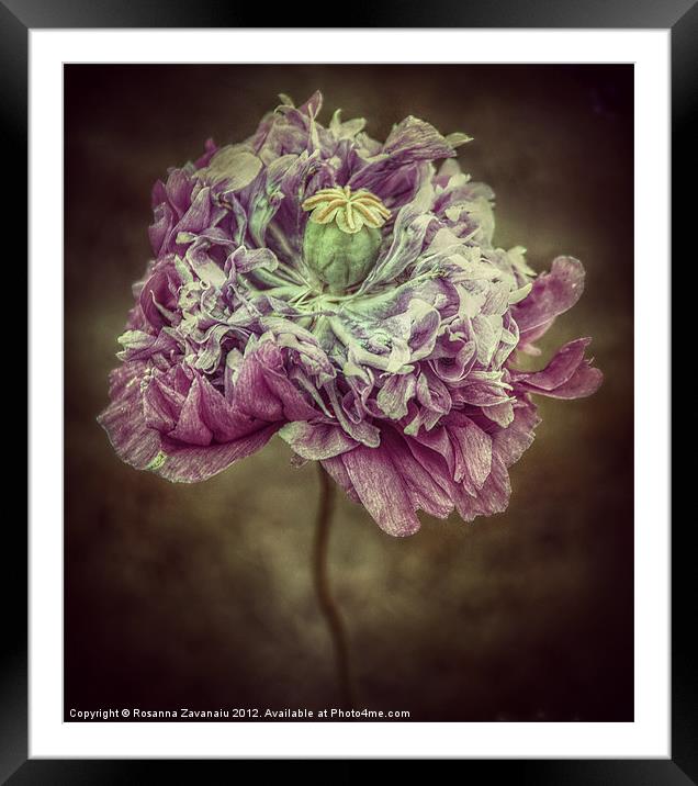 Poppy Floral. Framed Mounted Print by Rosanna Zavanaiu