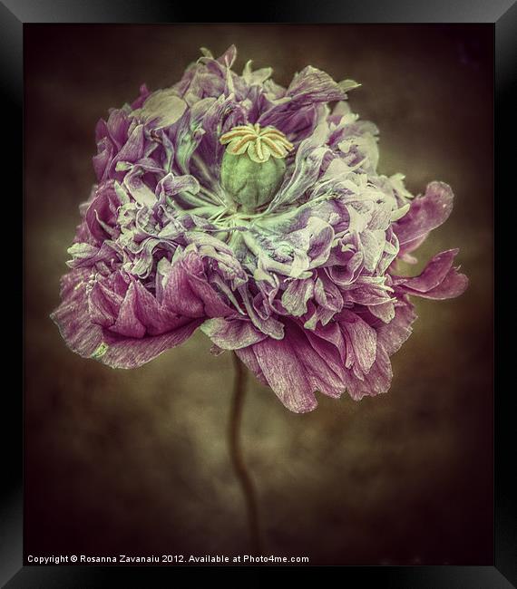 Poppy Floral. Framed Print by Rosanna Zavanaiu