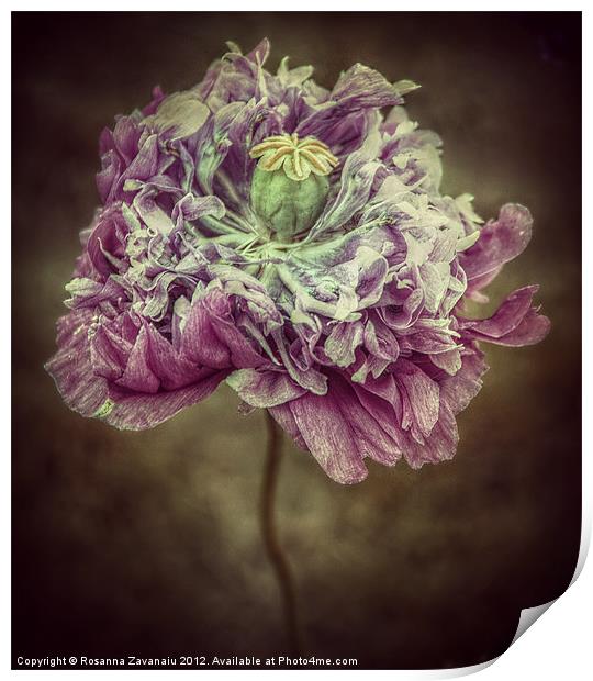 Poppy Floral. Print by Rosanna Zavanaiu