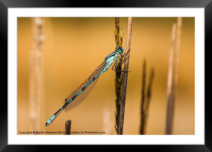 Common Blue Framed Mounted Print by Martin Beerens