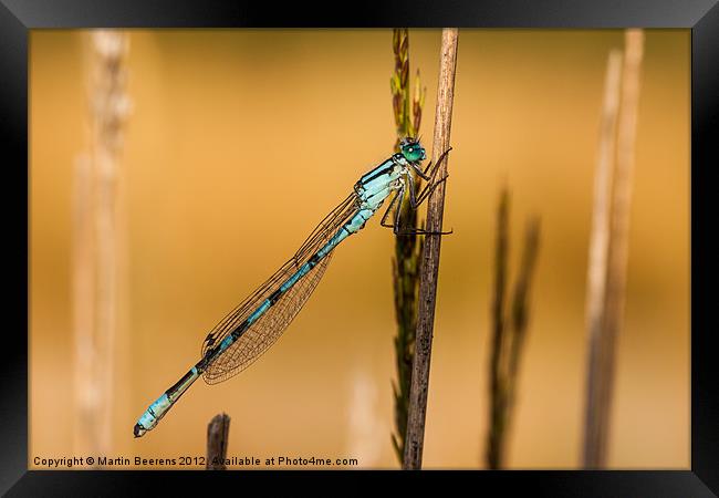Common Blue Framed Print by Martin Beerens