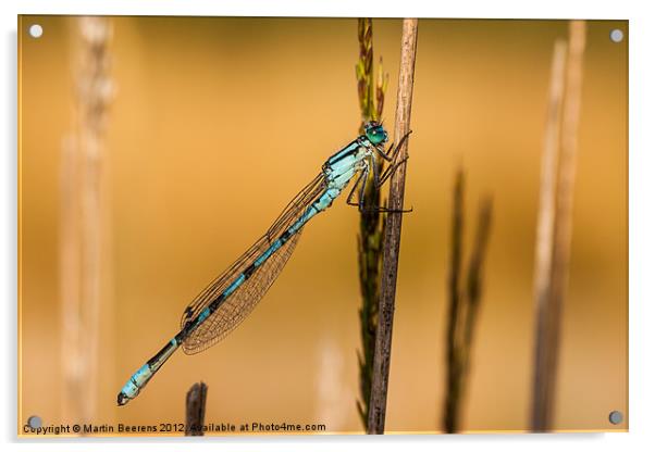 Common Blue Acrylic by Martin Beerens