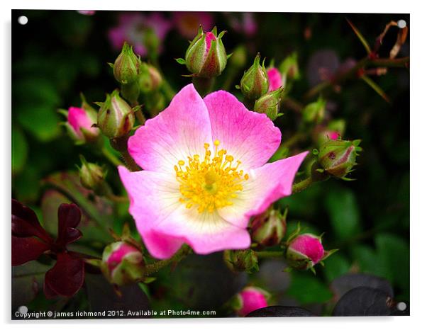 Dog-Rose,Rosa Canina Acrylic by james richmond