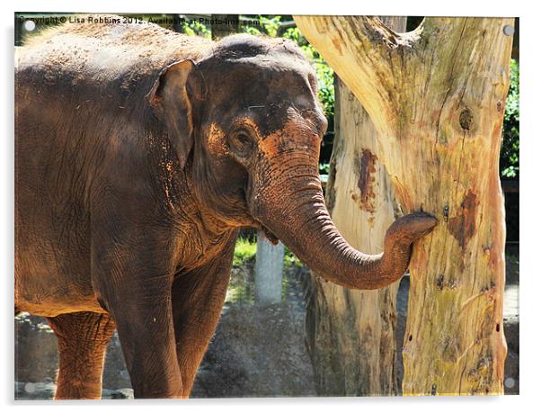 Elephant Acrylic by Loren Robbins