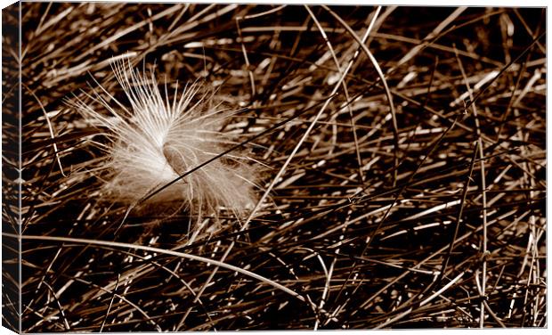Feather Canvas Print by barbara walsh