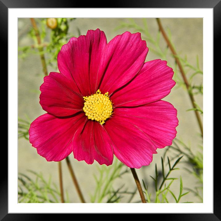 Cosmos Framed Mounted Print by Sharon Lisa Clarke
