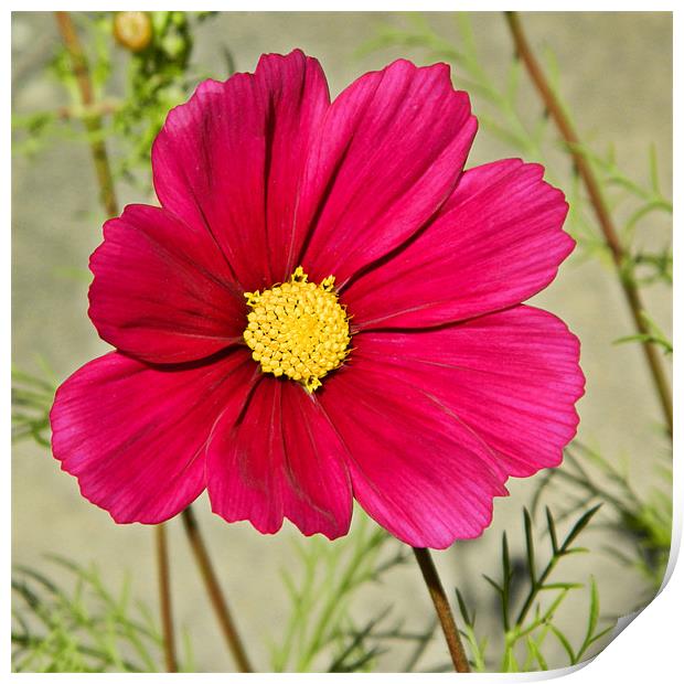 Cosmos Print by Sharon Lisa Clarke