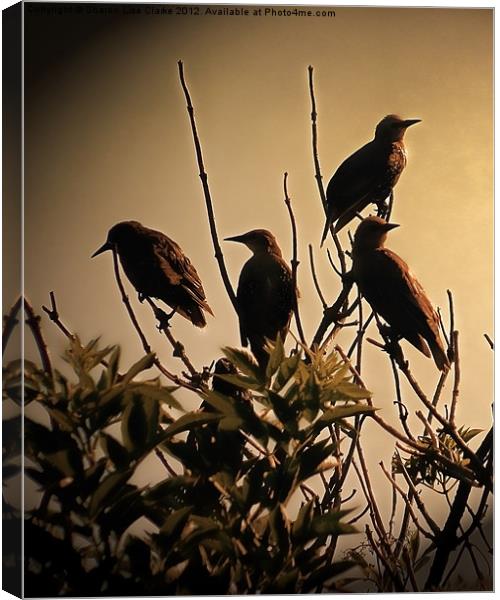 Starlings Canvas Print by Sharon Lisa Clarke