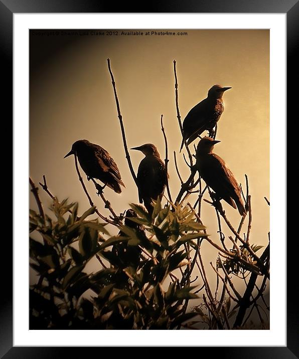 Starlings Framed Mounted Print by Sharon Lisa Clarke