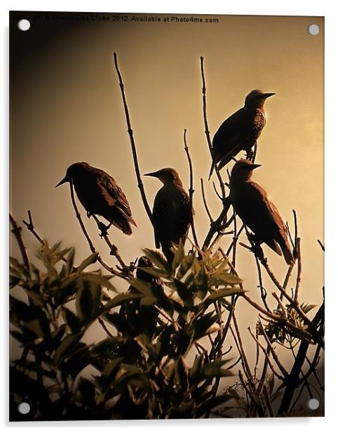 Starlings Acrylic by Sharon Lisa Clarke