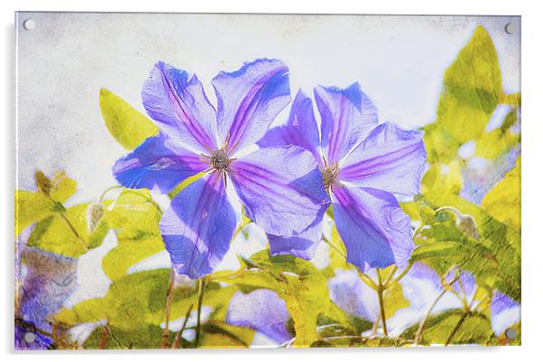 Purple Clematis Acrylic by Dawn Cox