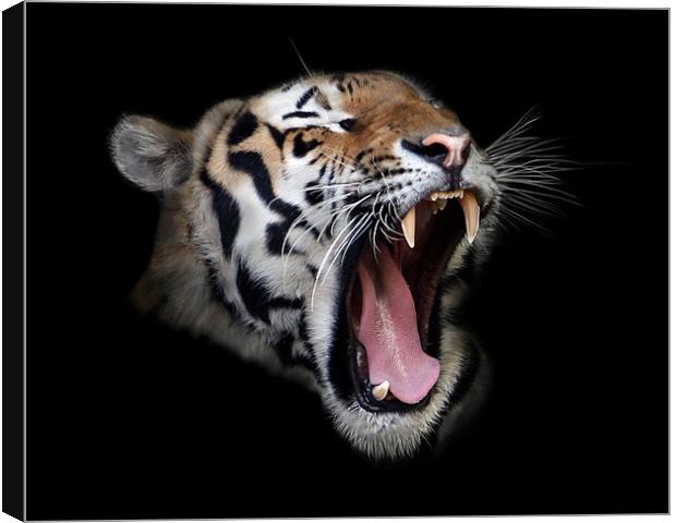 Roaring Tiger Canvas Print by Debra Kelday