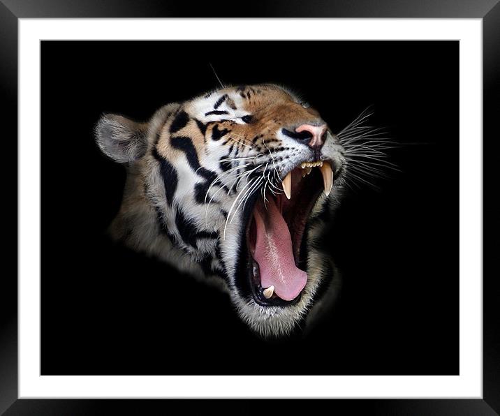 Roaring Tiger Framed Mounted Print by Debra Kelday