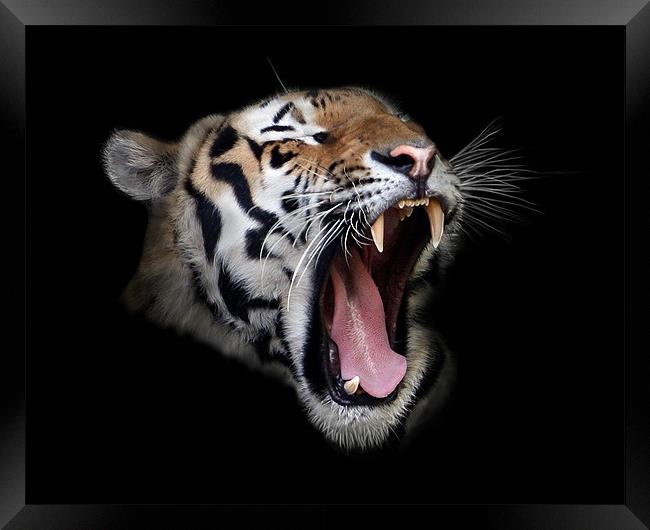 Roaring Tiger Framed Print by Debra Kelday