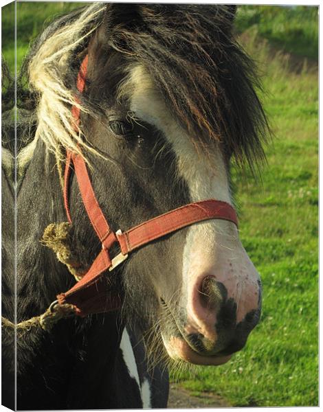 Horses head at sunset Canvas Print by isaac ford