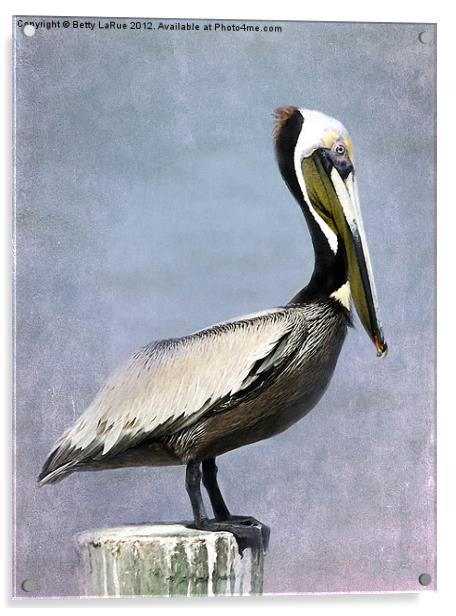 Brown Pelican Acrylic by Betty LaRue