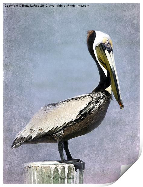 Brown Pelican Print by Betty LaRue
