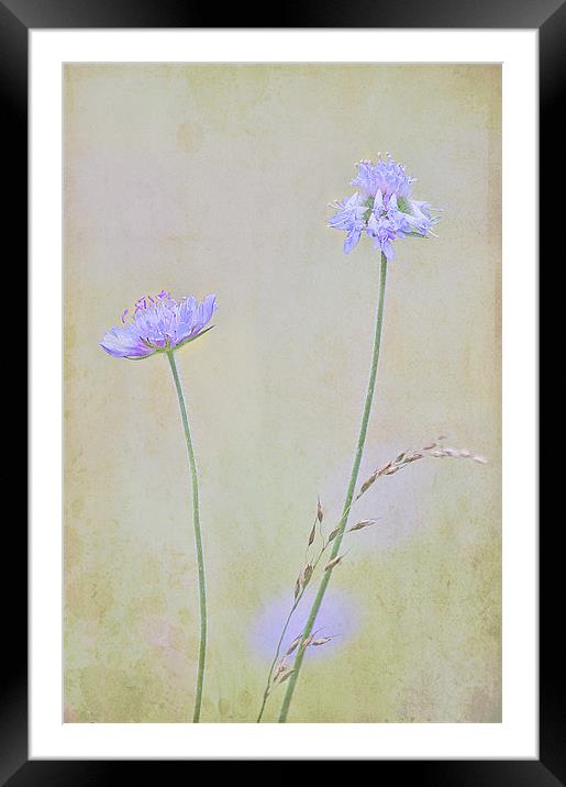 Field Scabious Framed Mounted Print by Dawn Cox