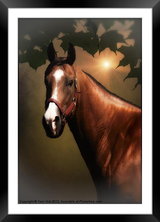 PORTRAIT OF A HORSE Framed Mounted Print by Tom York