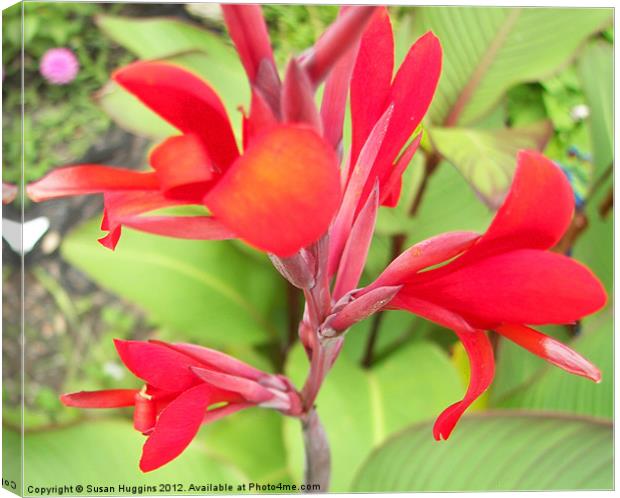 Red Canna Lilly Canvas Print by Susan Medeiros