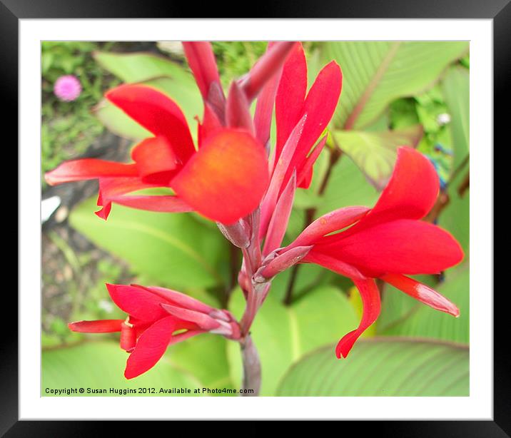 Red Canna Lilly Framed Mounted Print by Susan Medeiros