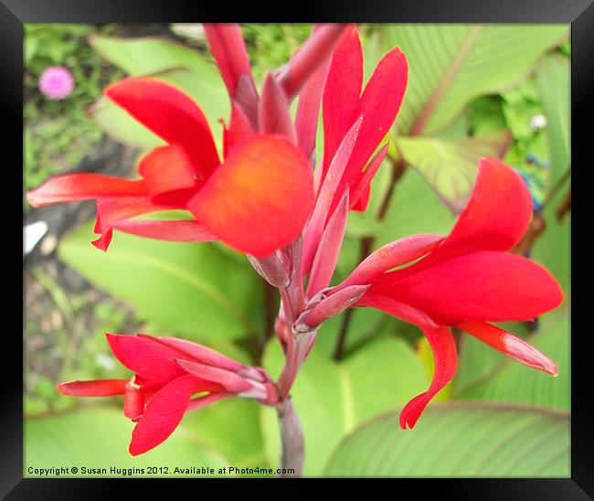 Red Canna Lilly Framed Print by Susan Medeiros
