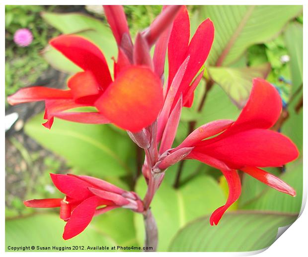 Red Canna Lilly Print by Susan Medeiros