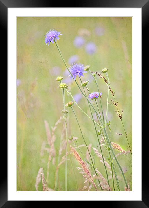 Flower Meadow Framed Mounted Print by Dawn Cox