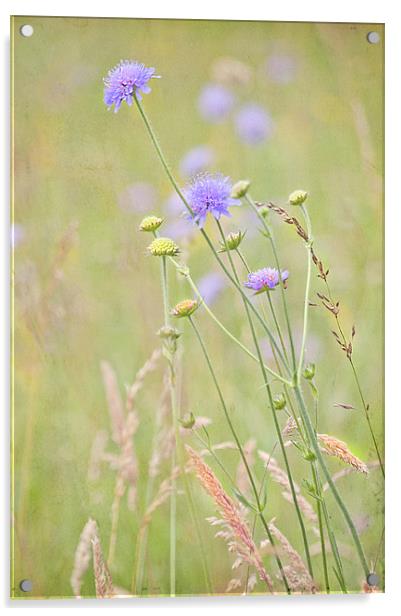 Flower Meadow Acrylic by Dawn Cox