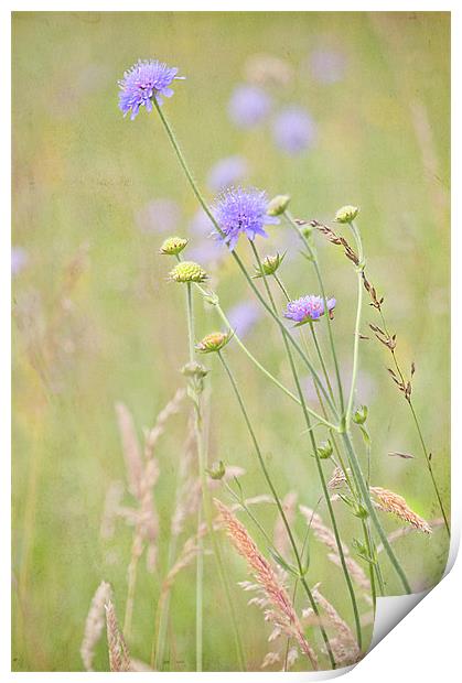Flower Meadow Print by Dawn Cox