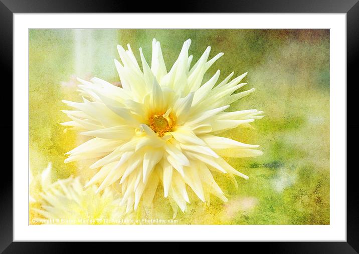 Yellow Flower Beauty Framed Mounted Print by Elaine Manley